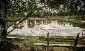 Spokojne łowisko z pomarańczową piłką na wodzie, pod drzewem.