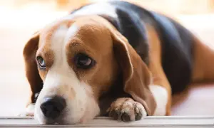 Smutny beagle z opuszczonym pyskiem, być może cierpiący na niewydolność trzustki u psa. Jego oczy wyrażają zmęczenie i ból.