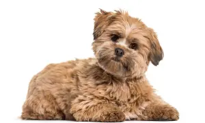 Uroczy, brązowy piesek rasy Lhasa Apso leży na białym tle. Zastanawiasz się nad lhasa apso cena?