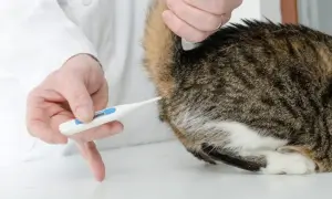 Weterynarz mierzy temperaturę kota termometrem.