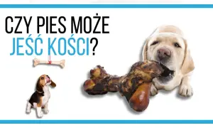 Labrador gryzie kość, a szczeniak beagle patrzy na wiszącą kość. Czy pies może jeść kości?