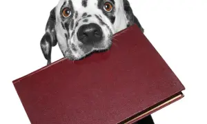 Dalmatyńczyk z zaciekawieniem trzyma w pysku książkę, jakby studiował swój rodowód.