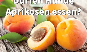 Dürfen Hunde Aprikosen essen? Mehrere saftige Aprikosen liegen auf grobem Holz.