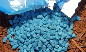 Ein blauer Haufen Schneckenkorn giftig liegt auf brauner Erde. Vorsicht, nicht für Kinder oder Haustiere!