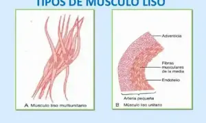 Músculo liso: el motor oculto de tu cuerpo. ¿Cómo funciona?