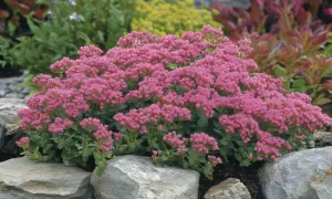 Ein Teppich aus rosa Blüten, typisch für Fetthenne Arten, wächst zwischen grauen Steinen.