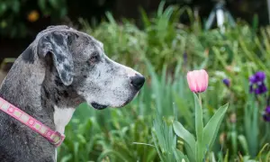 A Great Dane with a pink collar sniffs a delicate pink tulip, surrounded by lush greenery and dog friendly flowers.