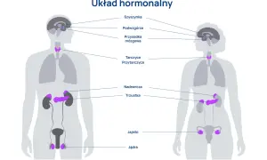 Ilustracja przedstawia kluczowe organy układu hormonalnego u mężczyzny i kobiety, w tym szyszynkę, podwzgórze, przysadkę, tarczycę, przytarczyce, nadnercza, trzustkę, jajniki i jądra.