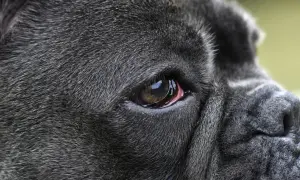 Close-up of a dark-furred dog's eye, showing redness around the eyelid, possibly indicating dog eye allergies.