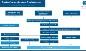 Schemat diagnostyczny dystrofii mięśniowej Duchenne'a. Analiza objawów, poziomu CK, biopsji mięśnia i badań genetycznych prowadzi do rozpoznania DMD.