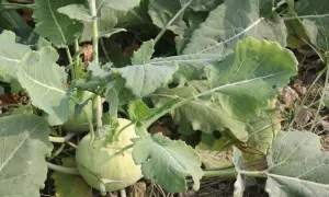Zwei hellgrüne Kohlrabi wachsen im Boden, umgeben von großen, grünen Blättern. Die Erntezeit naht!
