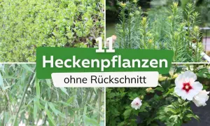 Vier Bilder zeigen Pflanzen für eine pflegeleichte Hecke, die nicht geschnitten werden muss: Buchsbaum, Bambus, Nadelgehölz und Hibiskus.