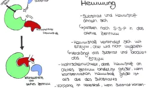 Schema zeigt kompetitive Hemmung: Hemmstoff (rot) und Substrat (blau) konkurrieren um das aktive Zentrum (grün) des Enzyms.