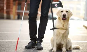 Un cane per ciechi, un golden retriever, attende pazientemente al fianco del suo conduttore, pronto ad accompagnarlo.