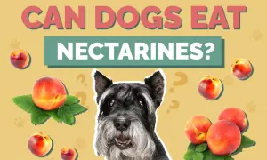 A schnauzer looks at nectarines scattered around, with the text "CAN DOGS EAT NECTARINES?" above.