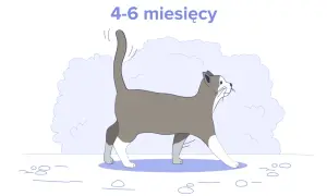 Ilustracja kota w wieku 4-6 miesięcy. Dowiedz się, ile powinien jeść 4 miesięczny kot, aby był zdrowy i pełen energii.