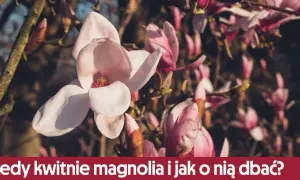 Kiedy magnolia kwitnie po raz pierwszy? Odkryj kluczowe czynniki