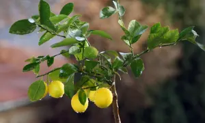 Ein Zitronenbaum mit kleinen, gelben Früchten und grünen Blättern. Bei Eisenmangel können Hausmittel helfen, die Blätter wieder grün zu färben.