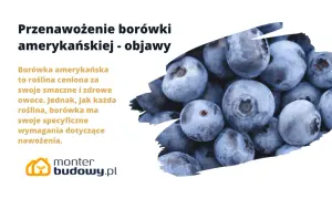 Borówka amerykańska: objawy przenawożenia. Zbliżenie na soczyste owoce borówki, sugerujące problemy z nadmiernym nawożeniem.