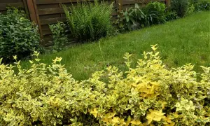Ein bunter Strauch mit gelb-grünen Blättern, Euonymus fortunei, wächst vor einem Holzzaun und sattgrünem Rasen.