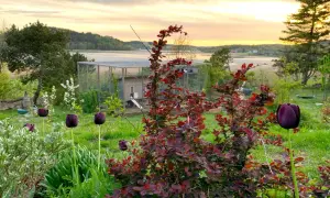 Mörka tulpaner och buskar med röda blad blommar i en trädgård med hönsgård och vatten i bakgrunden vid solnedgången. Fleråriga blommor ger färg.