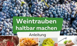 Frische Weintrauben werden zu Rosinen verarbeitet. Anleitung zum Haltbarmachen von Weintrauben durch Trocknen.
