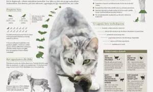 Kot domowy poluje na ptaki i ssaki, zagrażając dzikiej faunie. Dzikie koty, jak żbik, są chronione.