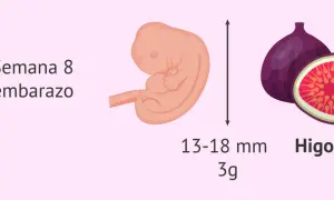 Bebé de 8 semanas, del tamaño de un higo, mide 13-18 mm y pesa 3g.