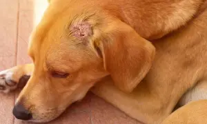 Perro con lesión cutánea, posible signo de cáncer de piel en perros.