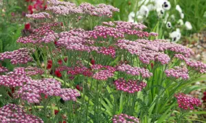 Zarte rosa Blütenstände der Schafgarbe, bekannt für ihre positive Wirkung auf die Haut, im Garten.