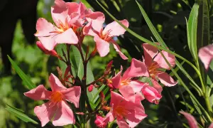 Zarte rosa Blüten des Oleanders, der giftig ist, entfalten sich im Sonnenlicht.