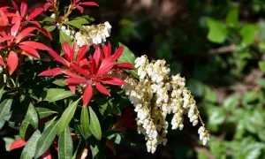 Rote Blätter und weiße Blüten der japanischen Lavendelheide, die giftig ist.