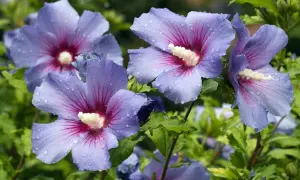 Blauer, winterharter Hibiskus mit taufrischen Blütenblättern und tiefroten Zentren.