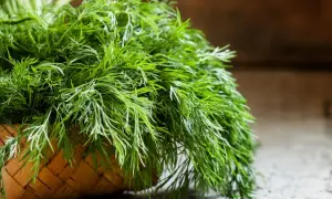 Czy pies może jeść koperek? Bezpieczne sposoby wprowadzania do diety