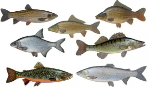 Sechs verschiedene Fischarten, darunter ein Karpfen und ein barschartiger Fisch, der an einen bass fisch erinnert.