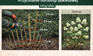 Instrukcja jak przycinać hortensje bukietowe: przycinanie pędów na różne wysokości (15-35 cm) dla obfitego kwitnienia.