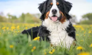 Bernese Mountain Dog, jeden z pięknych psów pasterskich rasy, leży w kwiecistej łące.