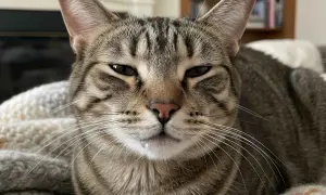 Gato atigrado con una gota de saliva colgando de su labio inferior. Parece que mi gato babea mucho.