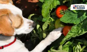 Zupa pomidorowa dla psa? Sprawdź, kiedy szkodzi, a kiedy nie!