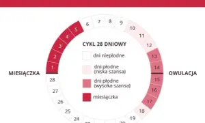 Po czym poznać owulację? Sygnały ciała i metody dni płodnych