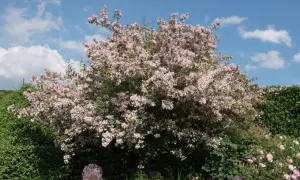 Blühende Kolkwitzie im Garten, bereit für den Rückschnitt. Zarte rosa Blüten bedecken den Strauch unter blauem Himmel.
