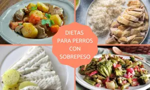 Platos saludables para perros con sobrepeso: guiso de ternera, pollo con arroz, merluza y vegetales. ¡Recetas para perros!