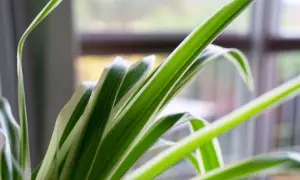 Gröna blad med vita kanter, som en gullranka, vajar mjukt. Kanske en katt leker med dem.