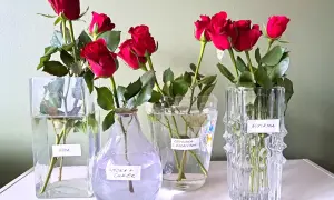 Czerwone róże w wazonach z różnymi dodatkami do wody: woda, wódka z cukrem, odżywka z kwiaciarni, aspiryna.