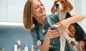 Uśmiechnięta pomocniczka weterynarza przycina pazury psu rasy beagle.