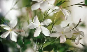 Zarte, weiße Jasminblumen entfalten sich im sanften Licht. Ihre Blütenblätter sind wie kleine Sterne, die einen süßen Duft verströmen.