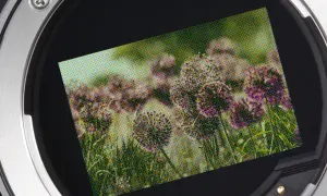 Okrągły obiektyw aparatu z widokiem na pole fioletowych kwiatów cebuli. Ta fotografia telefonem uchwyciła piękno natury.