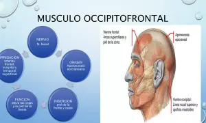 Todo lo que necesitas saber sobre el músculo frontal y su función