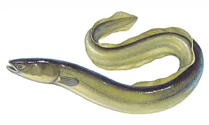 Ein Aal, ein faszinierender Fisch, schlängelt sich in einer künstlerischen Darstellung.