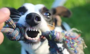Ein Hund mit offenem Maul und scharfen Zähnen zieht an einem Seilspielzeug. So zeige ich meinem Hund, dass ich der Chef bin: durch gemeinsames Spiel und klare Regeln.